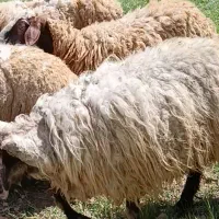 میش و بره گوسفند داشتی