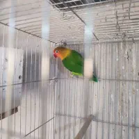 کوتوله عروس