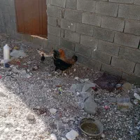 مرغ کرک