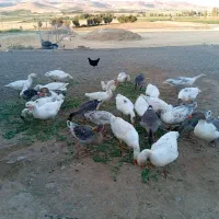غاز  وجوجه غاز نر وماده