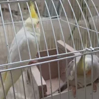 عروس هلندی
