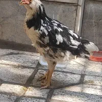دو عدد جوجه گلین