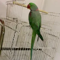دوعددشاه طوطی نروماده سخنگو