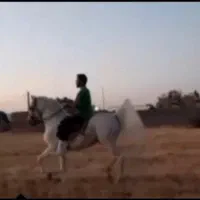 اسب کورد نریان 7دانگ
