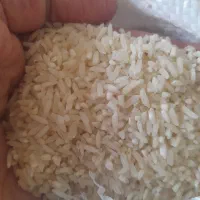 سرلاشه طارم هاشمی