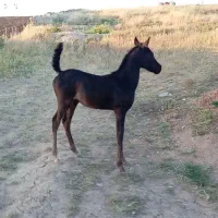 نیرو کار و کارگر