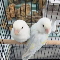 طوطی برزیلی کوتوله