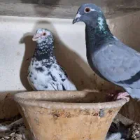 ۴ تا پلاکی دس اولی