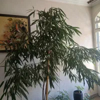 گیاه آمسترکینگ
