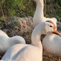 قوغاز سفید  تخم گذار