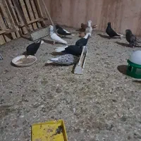 یک کیسه بار کفتر