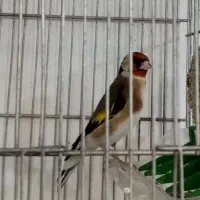 سهره نر 3ساله جفتی بشرط معاوضه با قناری|پرنده|خرم‌آباد, |دیوار