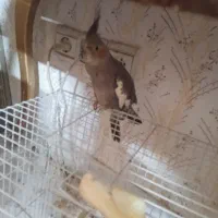ماده عروس آماده آماده