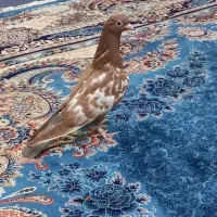 کفتر|پرنده|مشهد, انصار|دیوار