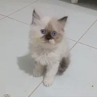 بچه گربه رگدال