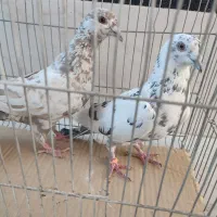 گلباقالی