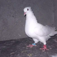 کبوتر.  زاغ سبز  سفید ابلغ