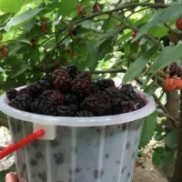 شاتوت تازه محلی