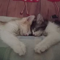 گربه