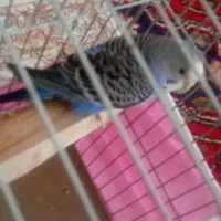 مرغ عشق