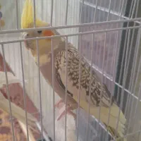 ۳ عدد عروس هلندی نر  با قفس و لوازمات داخلش