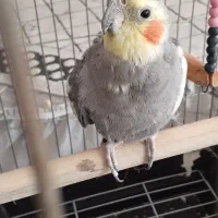عروس هلندی نر به همراه قفس