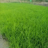 کندن بذر
