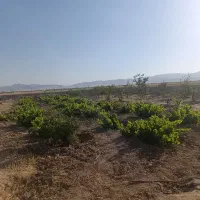 باغ-یک-هکتار-با-سند-رسمی