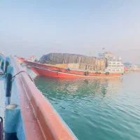 واردات تهلنجی نخل تقی عسلویه بدون واسطه