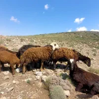 بره نر برای قربانی