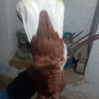 کبوتر