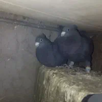 کفترگوک|پرنده|بم, |دیوار