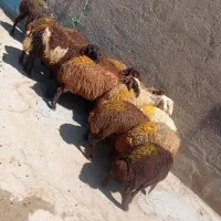 12 راس بره داشتی