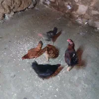 مرغ محلی