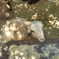 گوسفند زنده ارگانیک م فش
