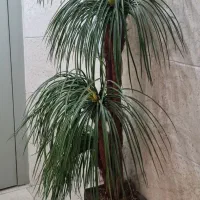 درخچه مصنوعی خارجی