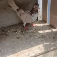 کفتر کبوتر