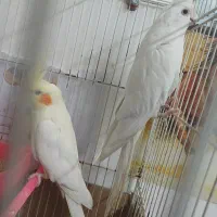 عروس هلندی جفت مولد