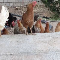 مرغ وخروس محای