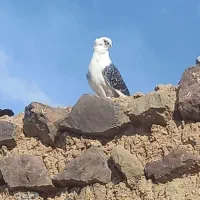 کفتر|پرنده|زهان, |دیوار