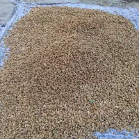 بادام کاغذی شبستر