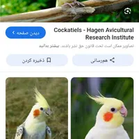عروس هلندی