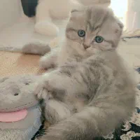 گربه اسکاتیش