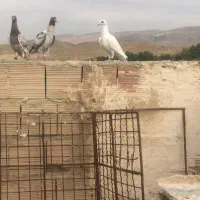 کفتر|پرنده|گرمخان, |دیوار