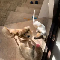 واگذاری توله سگ پامراشپیتز سه ماهه