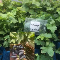 نهال انگور گلدانی آماده کاشت بهار/ارسال از تاکستان