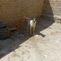 سگ حیاط