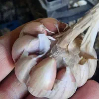 سیر سفید و قرمز
