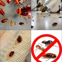 سمپاشی تضمینی جیحون رودکی بریانک استادمعین