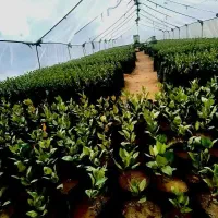 نهال پسته امسالی درجه یک آماده کاشت